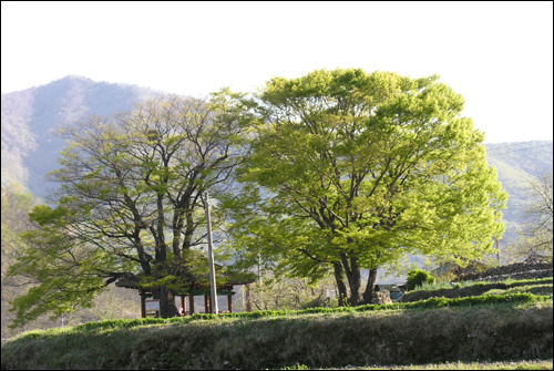 순천시 석정마을의 당산나무엔 이상한 점이 있다. 똑같은 장소인데 한쪽은 풍성하게 잎이 맺혀져 있지만 다른쪽은 앙상한 가지뿐이다. 